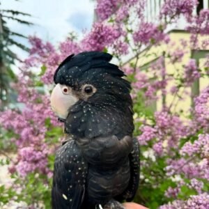 Cockatoo Parrots for Sale in Colorado