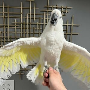 Cockatoo Parrots in Illinois