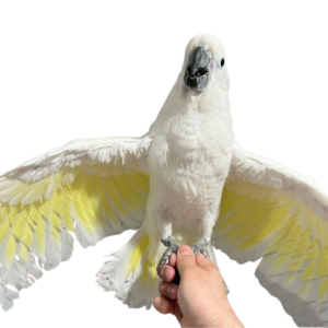 Cockatoos for Sale Louisiana