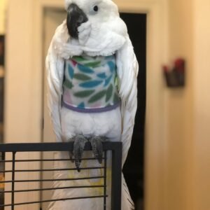 Cockatoo parrots for sale in France