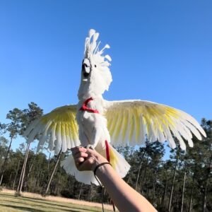 Cockatoos in Georgia
