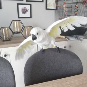 Cockatoo parrots for sale in Netherlands