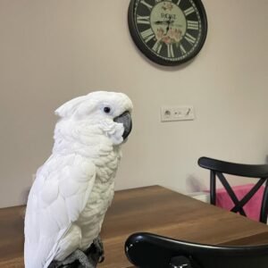 Cockatoo parrots for sale in Sweden