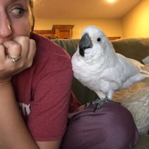 Cockatoos in Washington