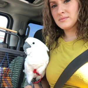 Cockatoos in West Virginia