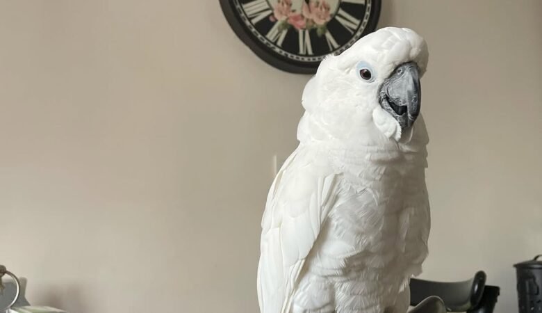 Are cockatoos good pets