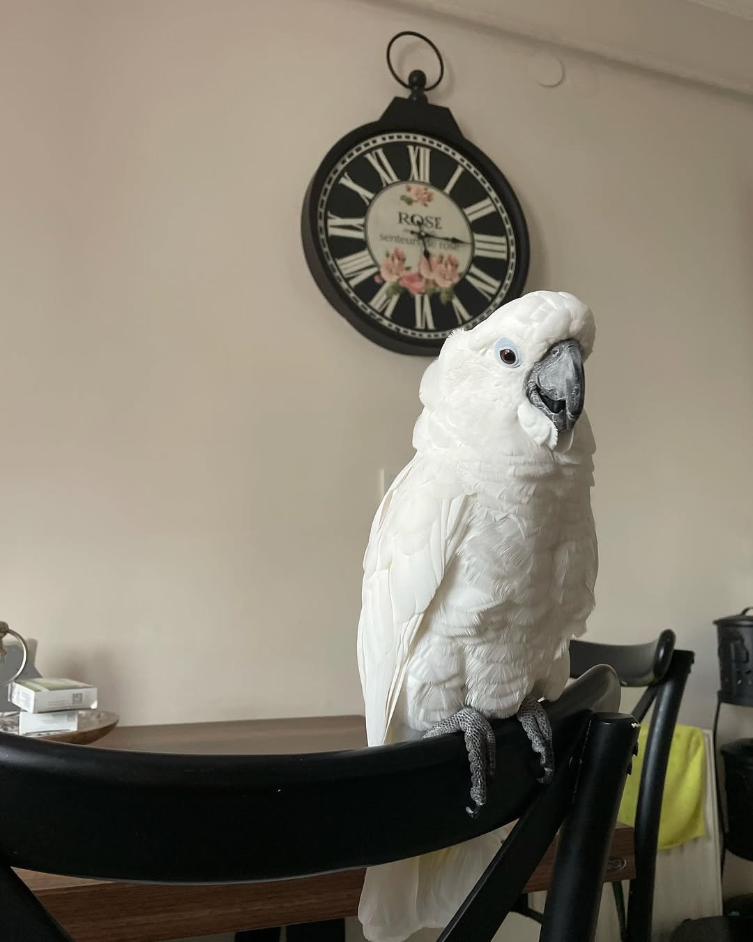 Are cockatoos good pets