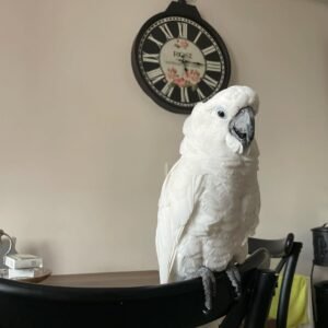 Cockatoo Parrots in Michigan