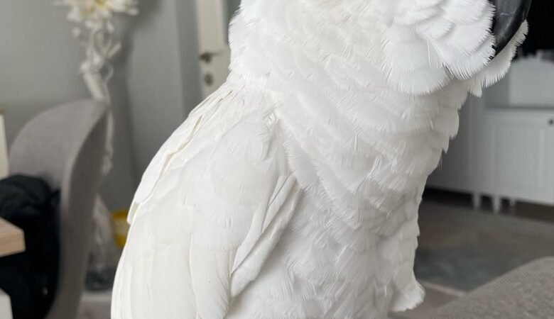 How much does a cockatoo parrot cost