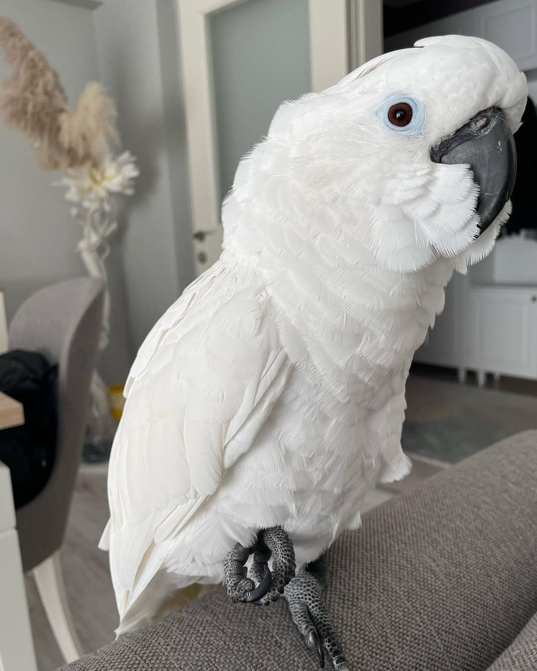 How much does a cockatoo parrot cost