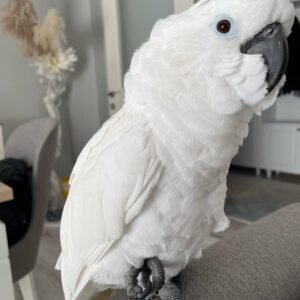Cockatoo Parrots in Massachusetts