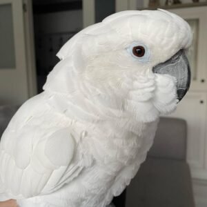 Cockatoos in Utah