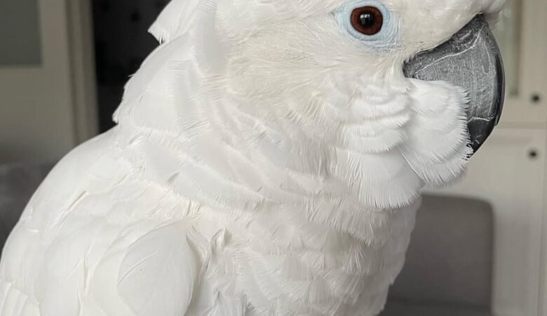 What size cage does a cockatoo need
