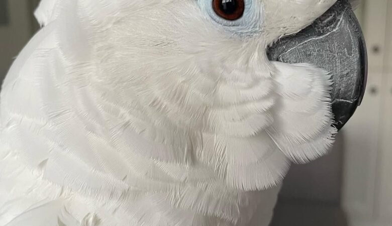 Are cockatoos good with children