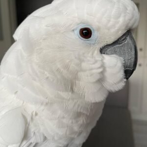 Cockatoo Parrots in New Jersey