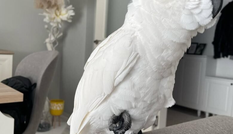 Do cockatoos like being handled