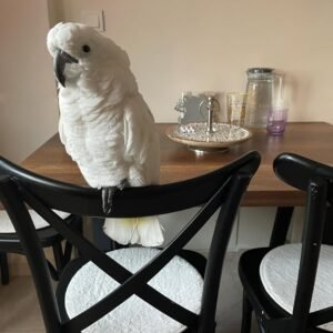 Cockatoo Parrots in Minnesota