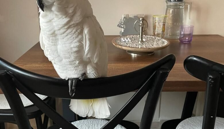 Are cockatoos suitable for first-time bird owners