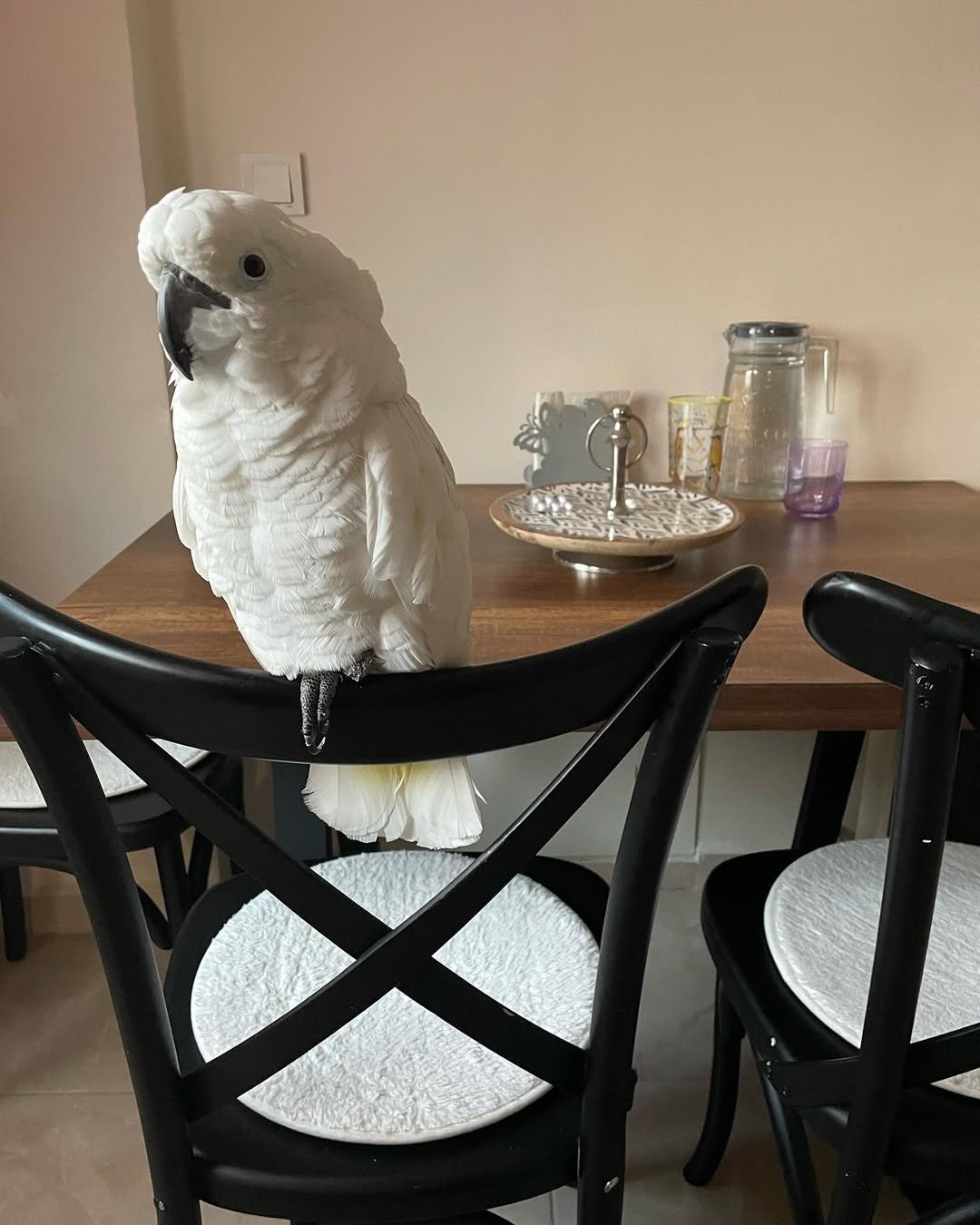 Are cockatoos suitable for first-time bird owners