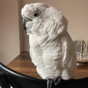 Cockatoos in New Hampshire