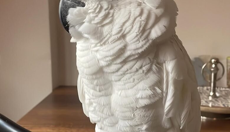 How long do cockatoos live