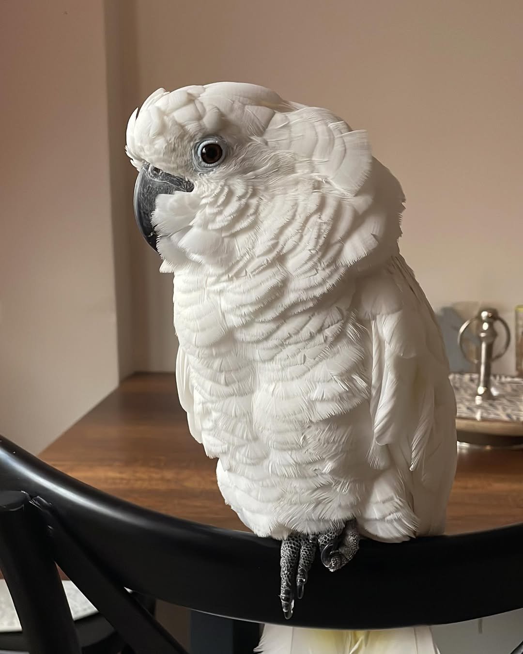 How long do cockatoos live