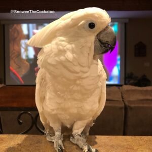 Cockatoo Parrots in Nebraska