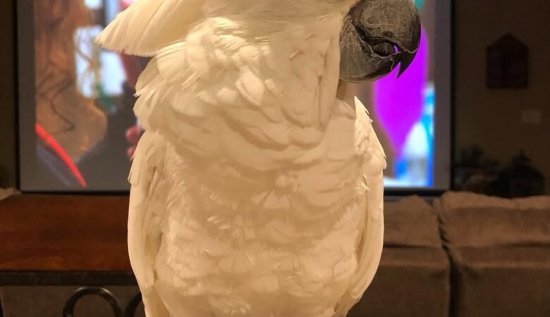 Are cockatoos loud