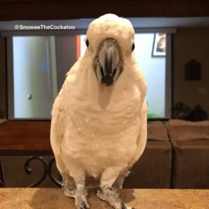 Cockatoos for Sale Ohio