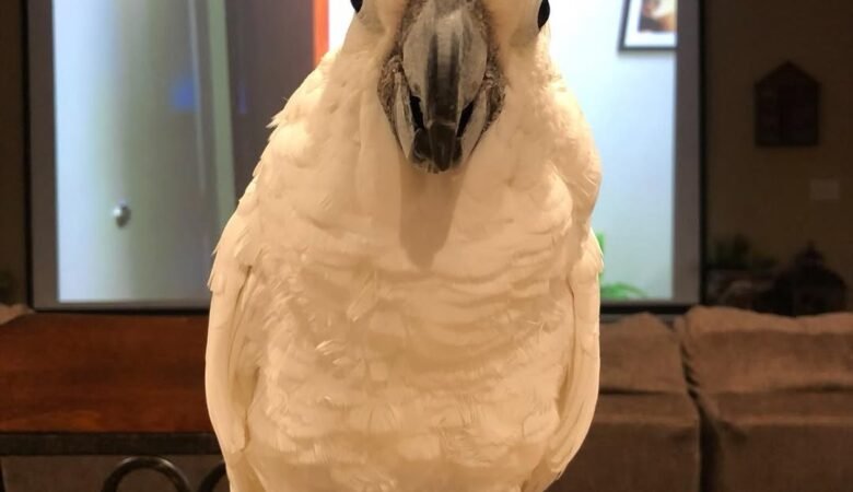 What should I feed my cockatoo