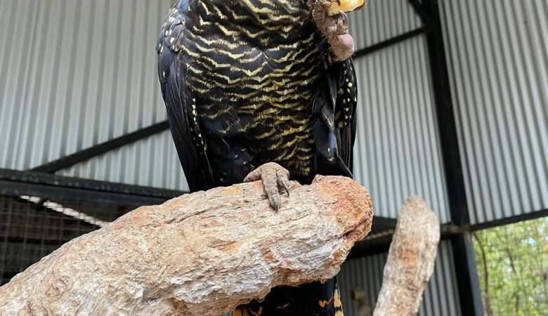 How much daily attention does a cockatoo need