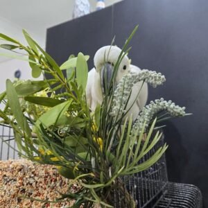 Cockatoo Parrots for Sale in Idaho