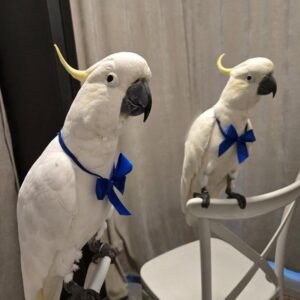 Cockatoos in Missouri