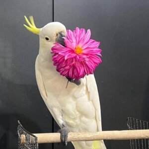 Cockatoo parrots for sale in New Zealand