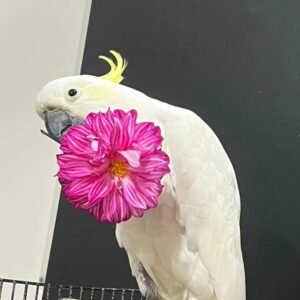 Cockatoo Parrots for Sale in Louisiana