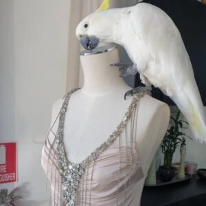 Cockatoos for Sale Arkansas