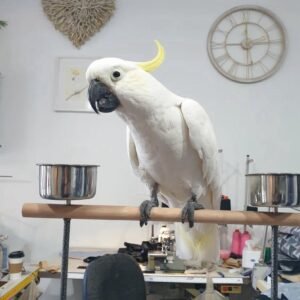 Cockatoos in South Carolina