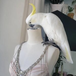 Cockatoo Parrots in Delaware