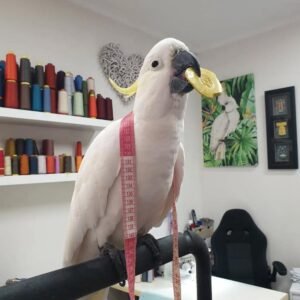 Cockatoos in North Carolina