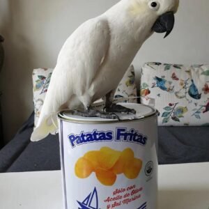 Cockatoos in New York