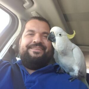 Cockatoo Parrots in Arkansas