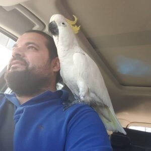 Cockatoos in Oregon