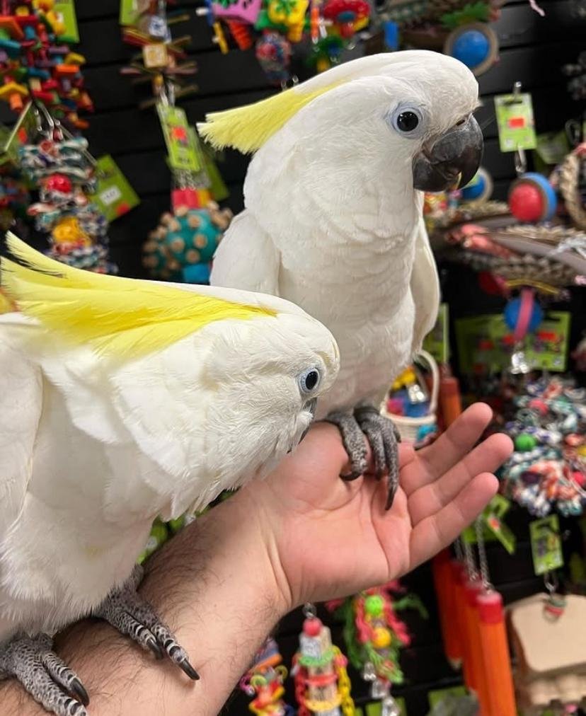 Cockatoo Parrot For Sale