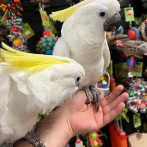Cockatoo Parrots in South Dakota