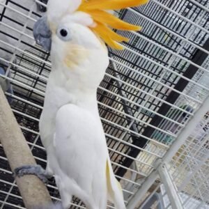 Cockatoo Parrots in Wisconsin