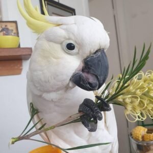 Cockatoo Parrots in Texas