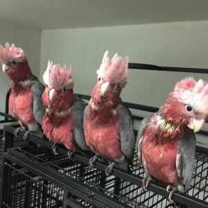 Cockatoo Parrots for Sale in Nevada