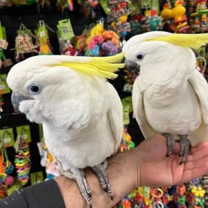 Cockatoo Parrots for Sale in New Hampshire