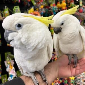 Cockatoos for Sale Nebraska