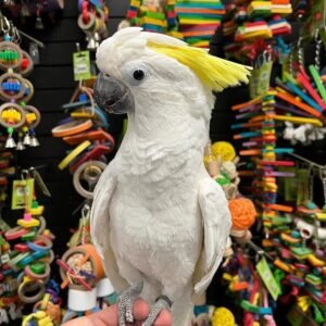 Cockatoos for Sale Montana